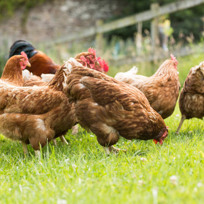 free-range-chickens-on-a-lawn-pecking-the-ground-PLNN397.jpg